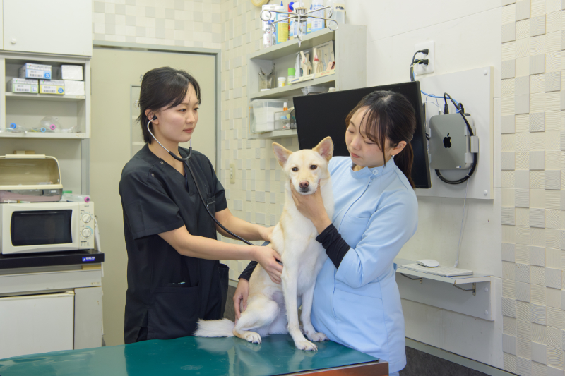 犬の検査