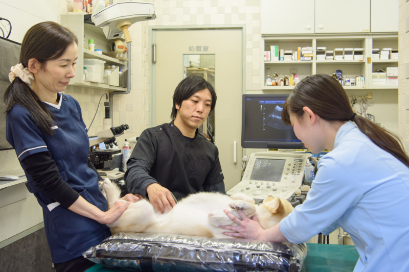 犬の検査