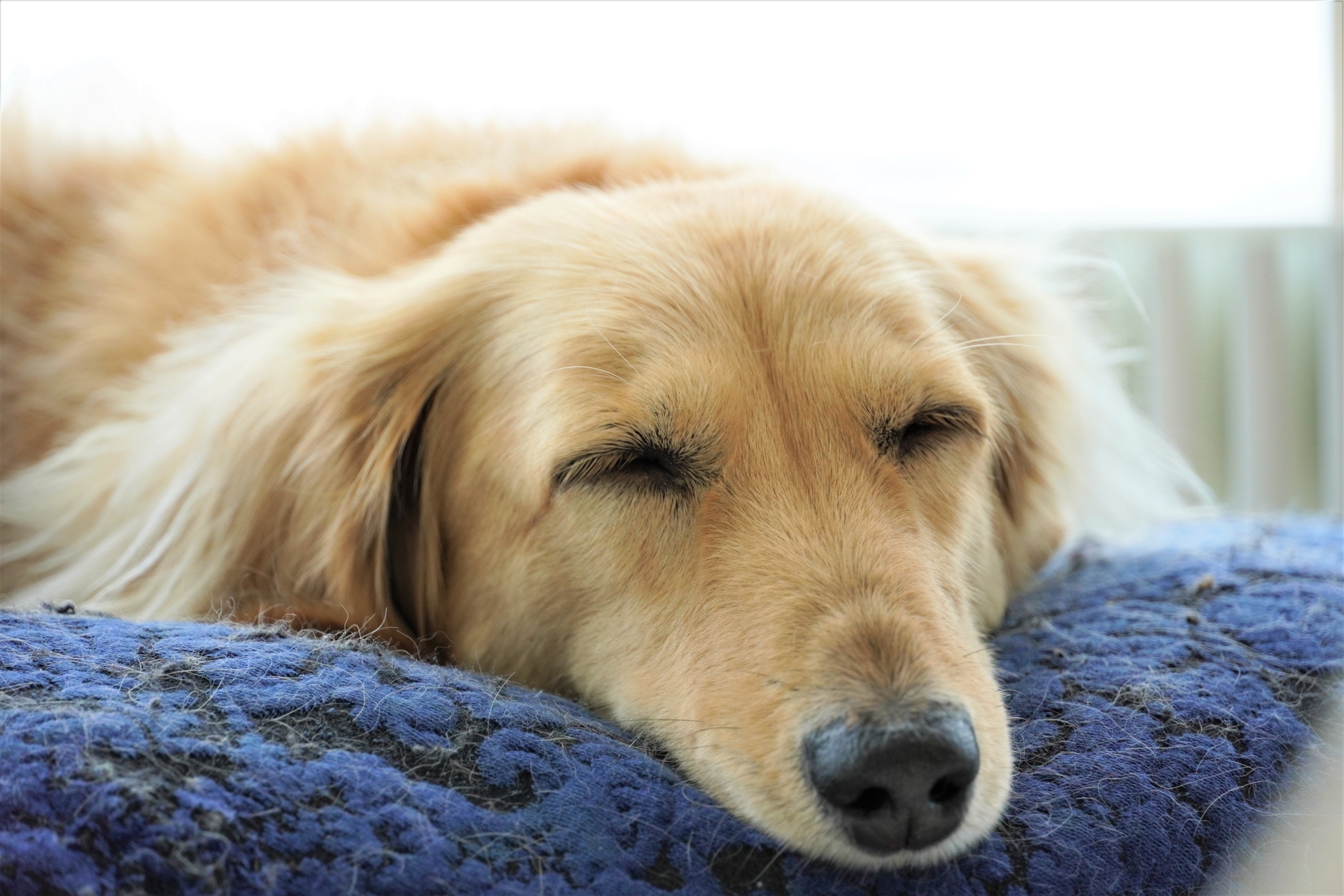 犬