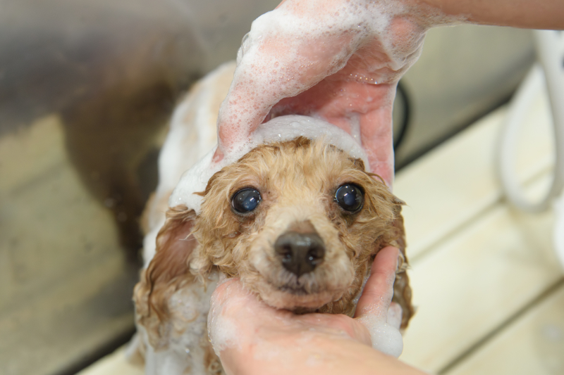 シャンプー中の犬