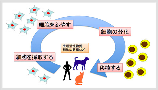 再生医療とは