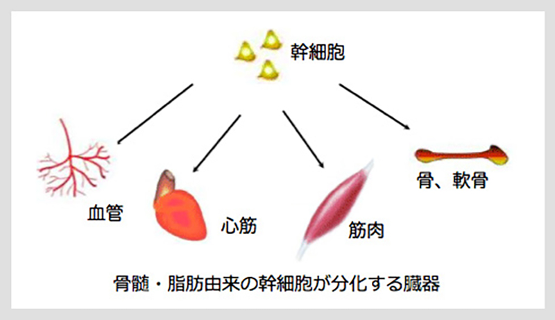 幹細胞療法