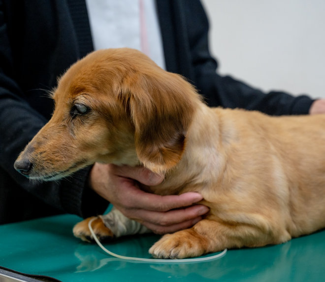 犬の診療