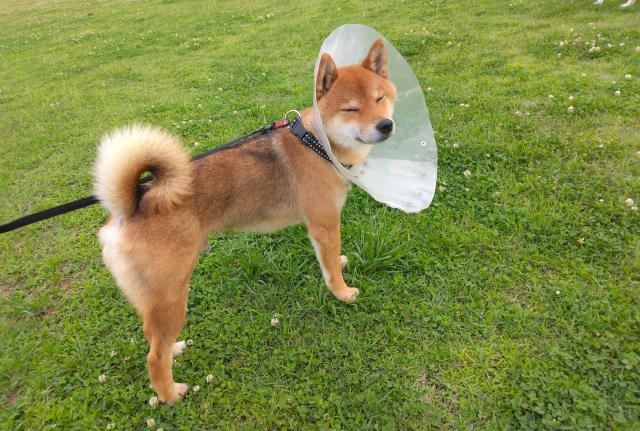 犬